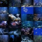 Ocean Aquarium - stock Video Footage Pack