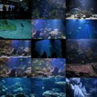 Ocean Aquarium - Video Footage Pack