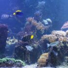 Ocean Aquarium - Video Footage Pack